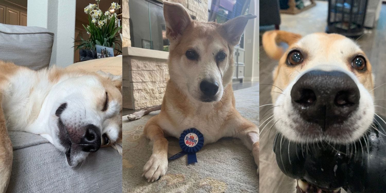 Three pictures of my dog Lucky